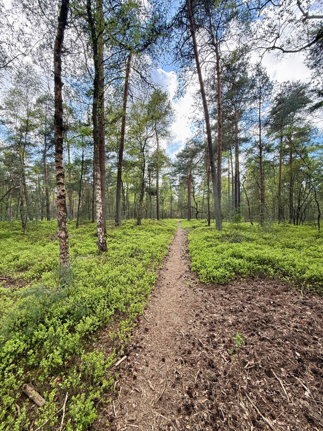 Bospad tussen de bomen