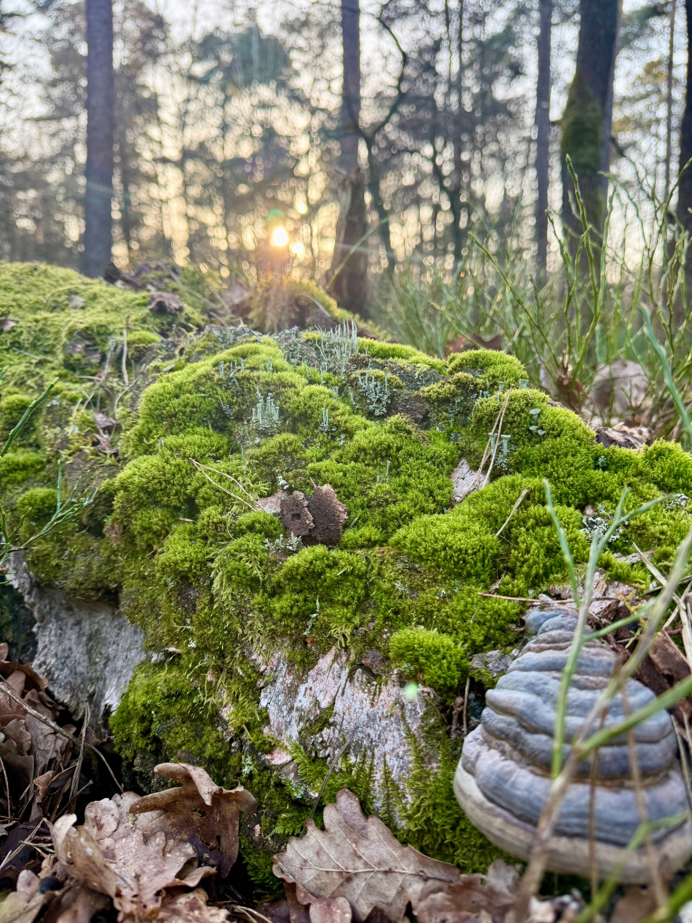 Mos in het bos bij zonsopkomst